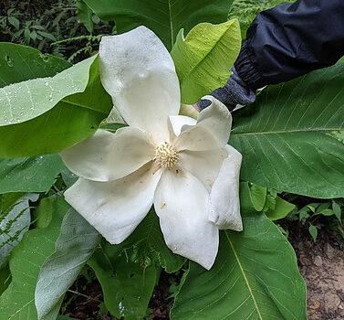 magnolia flower